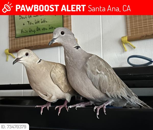 Lost Female Bird last seen Euclid-Mc Fadden, Santa Ana, CA 92704