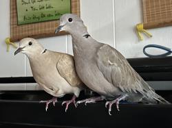 Lost Female Bird last seen Euclid-Mc Fadden, Santa Ana, CA 92704