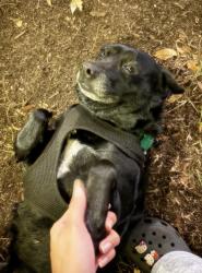 Reunited Male Dog last seen Near 57th street, Greenacres, FL 33463