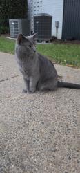 Reunited Male Cat last seen Route 29, Falls Church, VA 22042