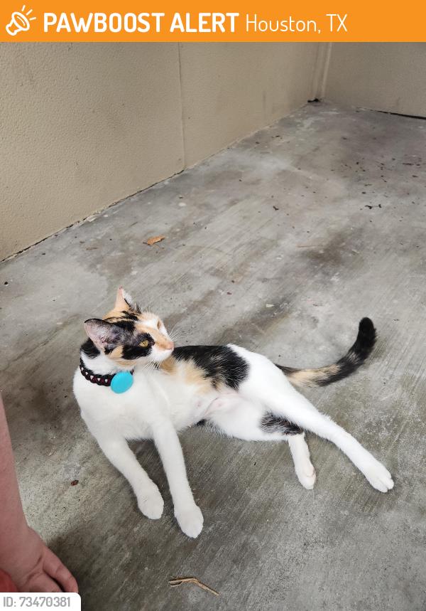 Found/Stray Female Cat last seen Towne Plaza cndmniums, Houston, TX 77027