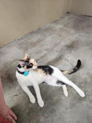 Found/Stray Female Cat last seen Towne Plaza cndmniums, Houston, TX 77027