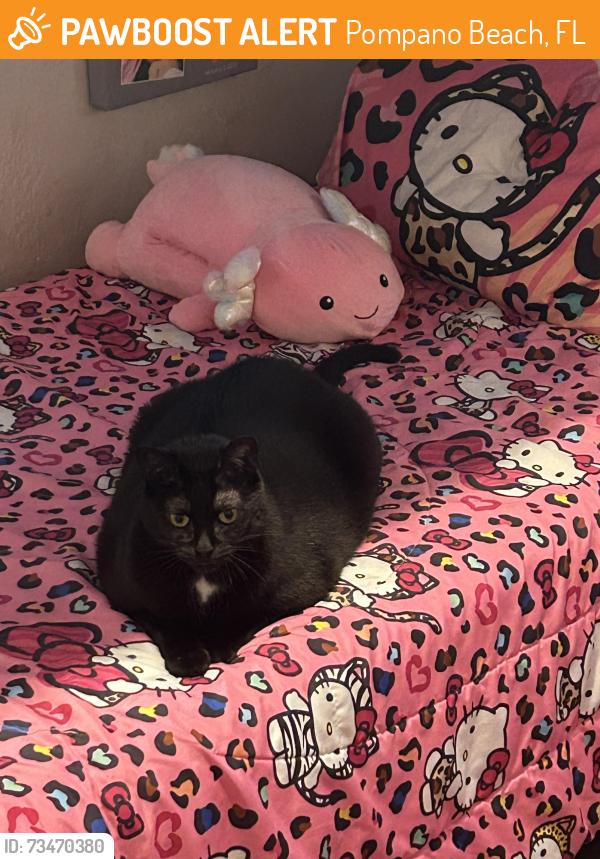 Found/Stray Female Cat last seen A1A and 16th Street on the beach, Pompano Beach, FL 33064