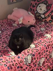 Found/Stray Female Cat last seen A1A and 16th Street on the beach, Pompano Beach, FL 33064