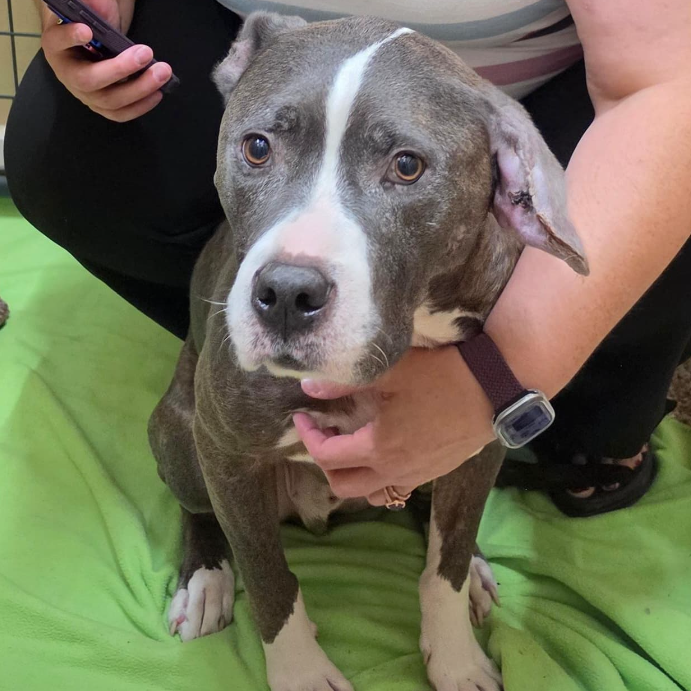Shelter Stray Male Dog last seen , 825 W Jefferson St, Tipton, IN 46072, USA
