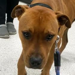 Shelter Stray Male Dog last seen , 8464 Beach Blvd, Jacksonville, FL 32216, USA