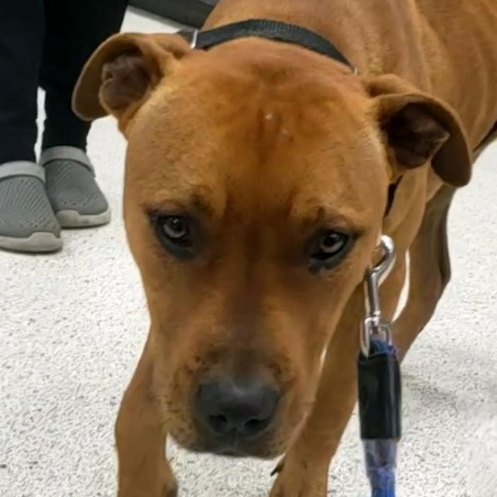 Shelter Stray Male Dog last seen , 8464 Beach Blvd, Jacksonville, FL 32216, USA