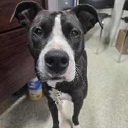 Shelter Stray Female Dog last seen , 8464 Beach Blvd, Jacksonville, FL 32216, USA