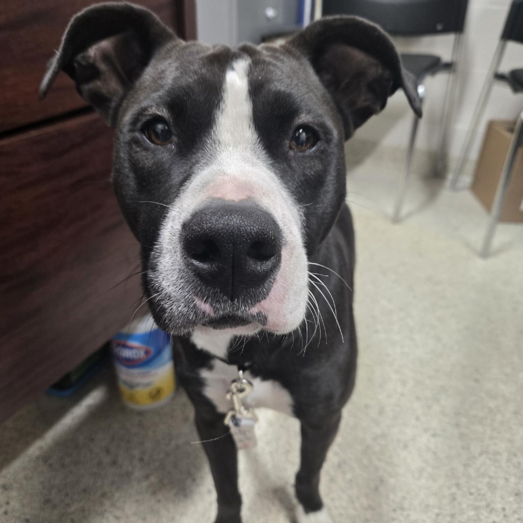 Shelter Stray Female Dog last seen , 8464 Beach Blvd, Jacksonville, FL 32216, USA