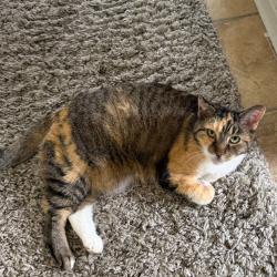 Shelter Stray Female Cat last seen , Animal Care & Control Team of Philly, 111 W Hunting Park Ave, Philadelphia, PA 19140, USA