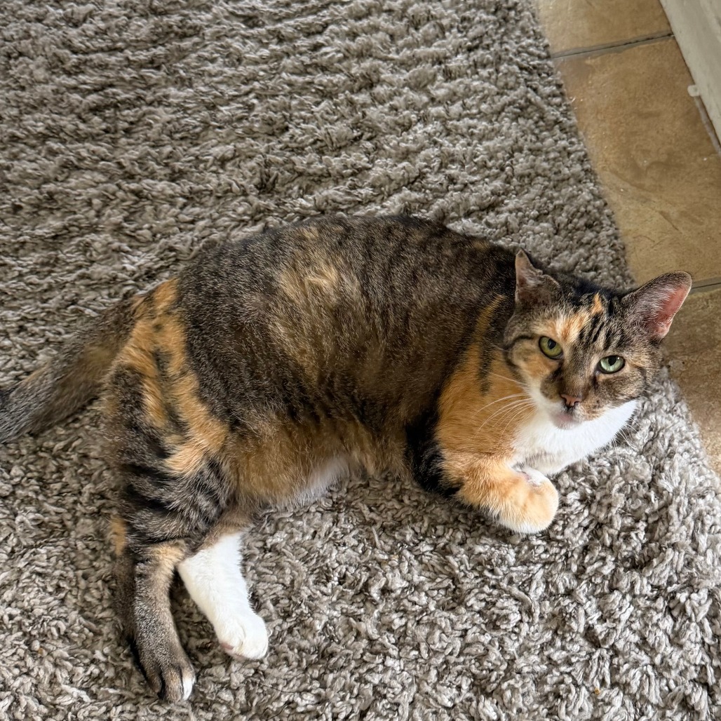 Shelter Stray Female Cat last seen , Animal Care & Control Team of Philly, 111 W Hunting Park Ave, Philadelphia, PA 19140, USA