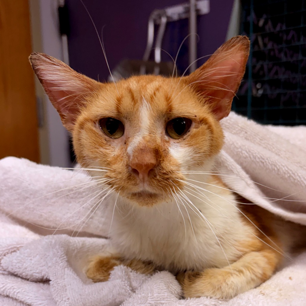 Shelter Stray Male Cat last seen , 1244 N Delsea Dr, Vineland, NJ 08360, USA