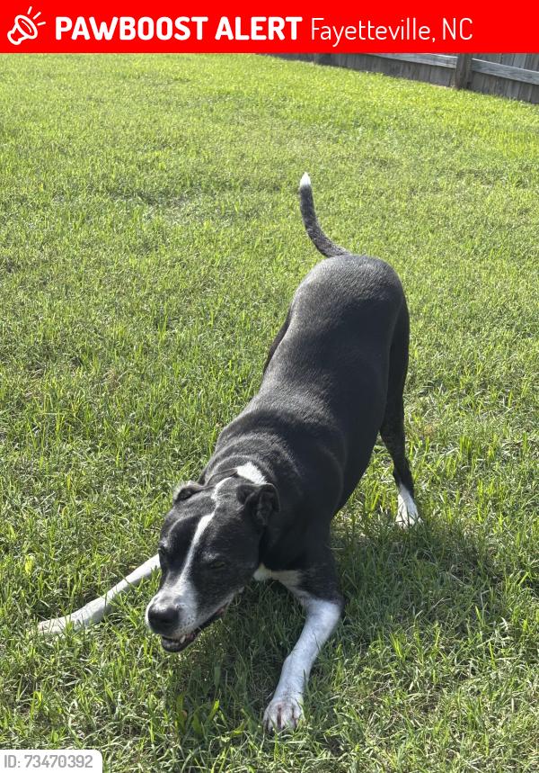 Lost Female Dog last seen Hoke loop road, Scott’s Mill, James Creek, Fayetteville, NC 28314