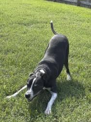 Lost Female Dog last seen Hoke loop road, Scott’s Mill, James Creek, Fayetteville, NC 28314