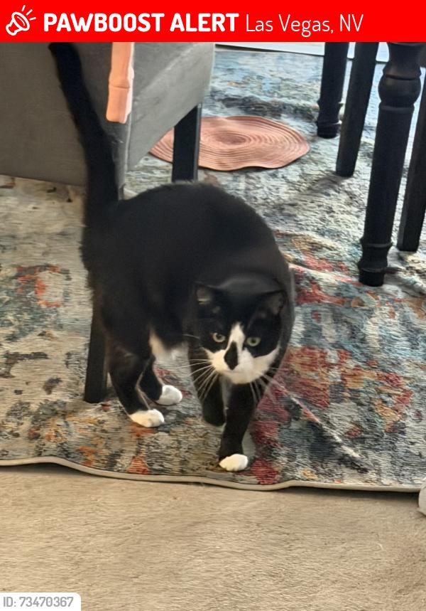 Lost Female Cat last seen Summerlin center and Hughes Park Dr ( between Charleston and Sahara ) behind Red Rock Casino, Las Vegas, NV 89135