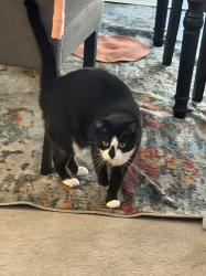 Lost Female Cat last seen Summerlin center and Hughes Park Dr ( between Charleston and Sahara ) behind Red Rock Casino, Las Vegas, NV 89135