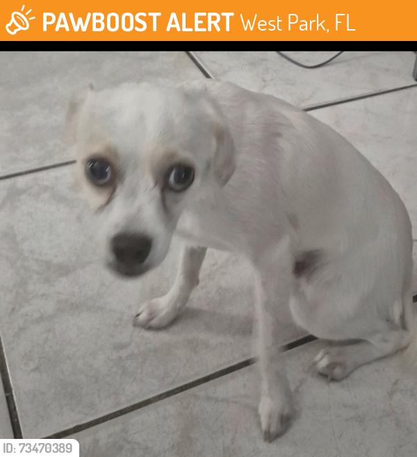 Found/Stray Male Dog last seen 46th Ave & 26th Street west park, West Park, FL 33023