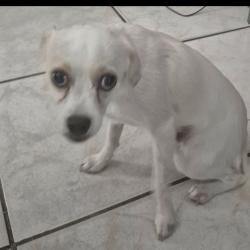 Found/Stray Male Dog last seen 46th Ave & 26th Street west park, West Park, FL 33023