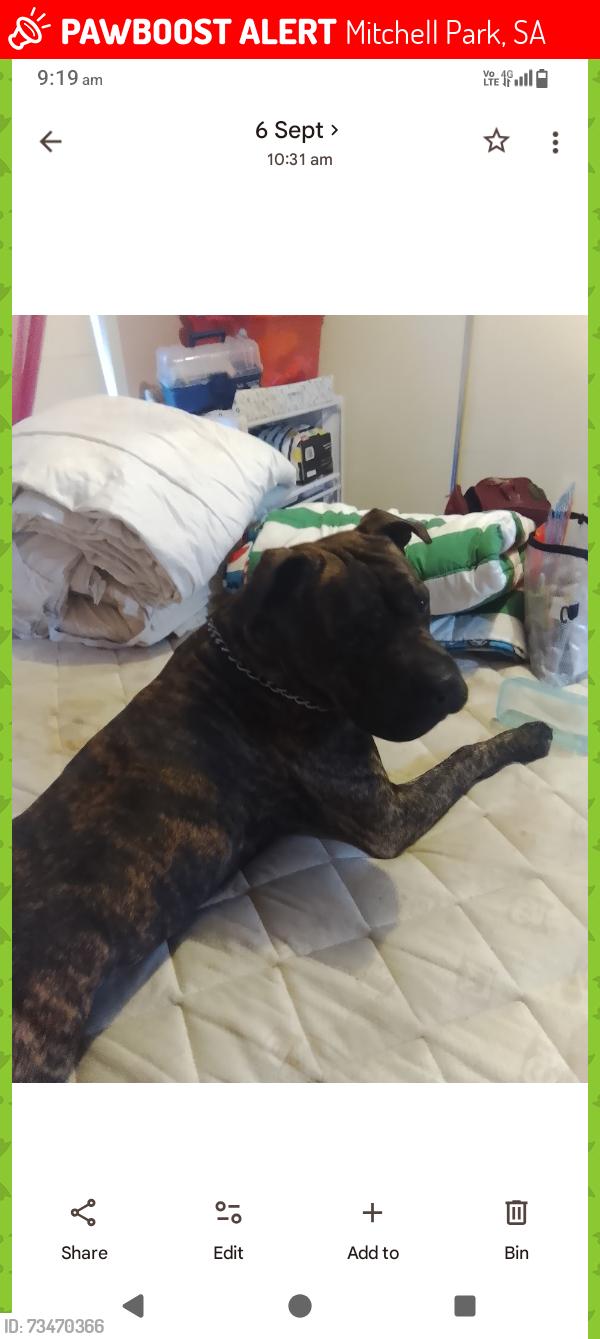 Lost Male Dog last seen Dawes road,Marion road, Mitchell Park, SA 5043