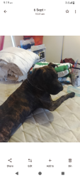 Lost Male Dog last seen Dawes road,Marion road, Mitchell Park, SA 5043