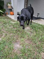 Found/Stray Male Dog last seen Sr 200, Floral City, FL 34436