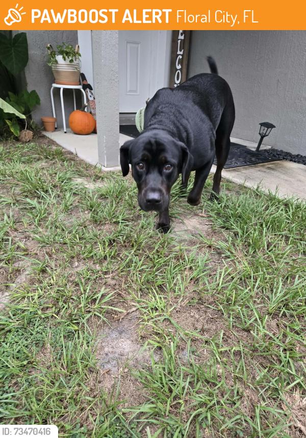 Found/Stray Male Dog last seen Sr 200, Floral City, FL 34436