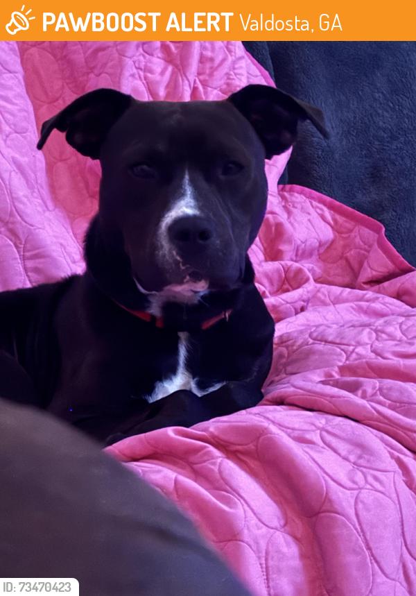 Found/Stray Male Dog last seen Copeland rd, Valdosta, GA 31601
