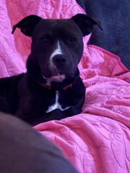 Found/Stray Male Dog last seen Copeland rd, Valdosta, GA 31601