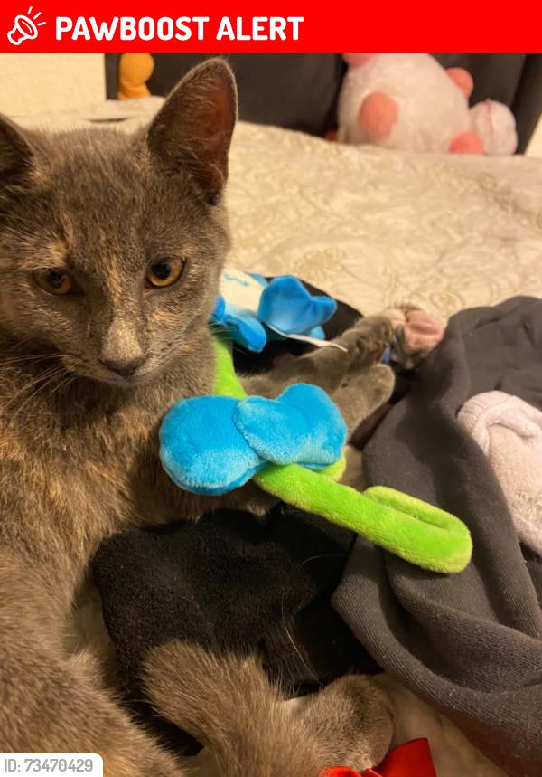 Lost Female Cat last seen 6th ave north, Lake Worth Beach, FL 33460