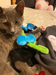 Lost Female Cat last seen 6th ave north, Lake Worth Beach, FL 33460