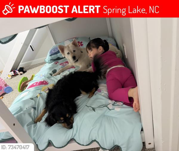 Lost Female Dog last seen 24/87, Spring Lake, NC 28310