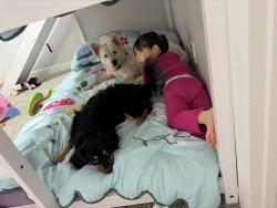 Lost Female Dog last seen 24/87, Spring Lake, NC 28310