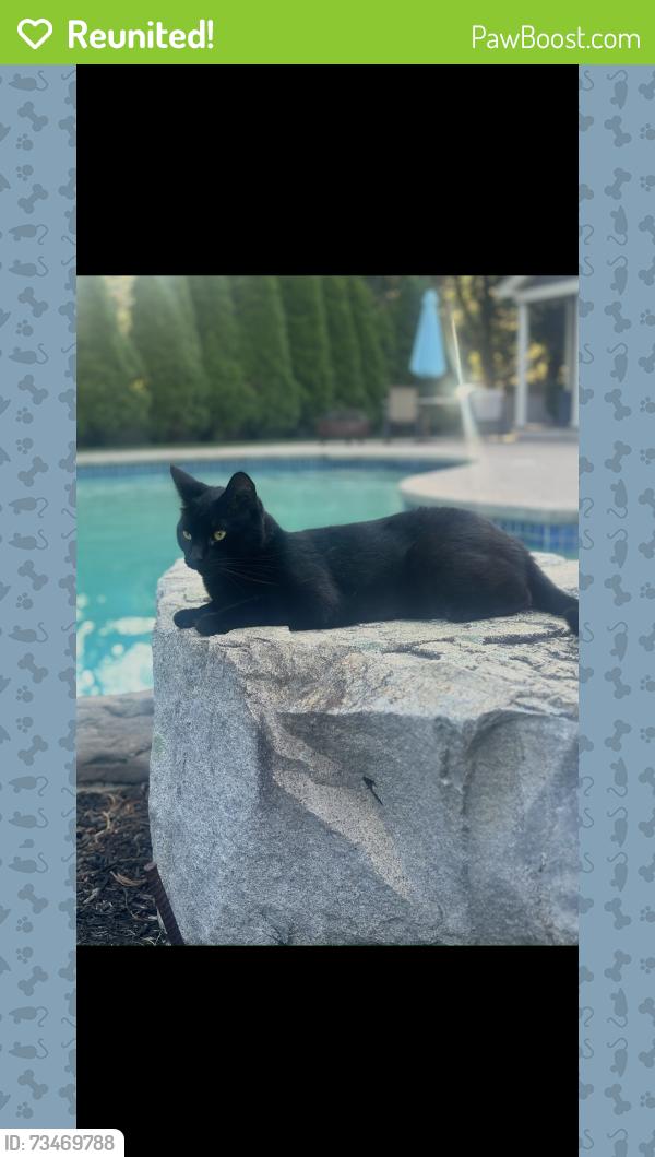 Reunited Male Cat last seen Last seen on pilgrim way, Walpole, MA 02081