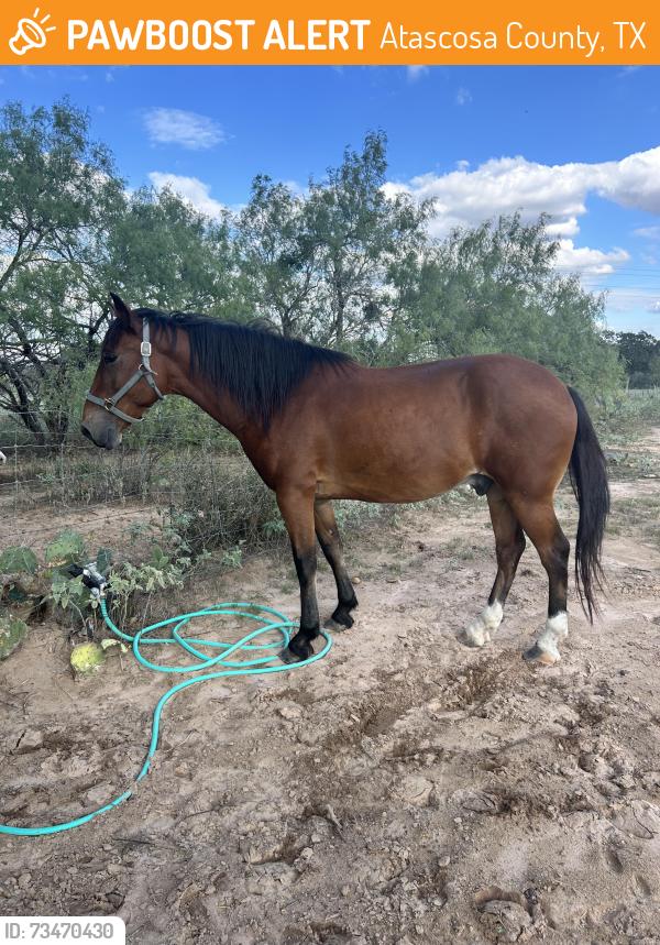 Found/Stray Male Horse last seen Benton city water Tower, Atascosa County, TX 78069
