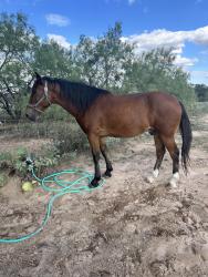 Found/Stray Male Horse last seen Benton city water Tower, Atascosa County, TX 78069