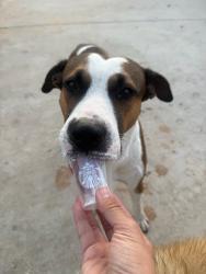 Reunited Male Dog last seen Tanner Rd, Houston, TX 77041, USA, Houston, TX 77041
