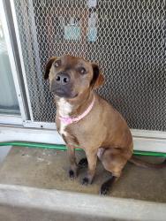 Lost Female Dog last seen Pico Vista Rd, Pico Rivera, CA 90660
