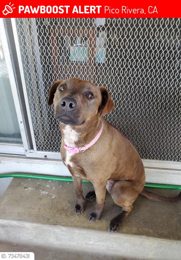 Lost Female Dog last seen Pico Vista Rd, Pico Rivera, CA 90660