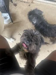 Lost Male Dog last seen Old mill cir,conflans rd,, Irving, TX 75061