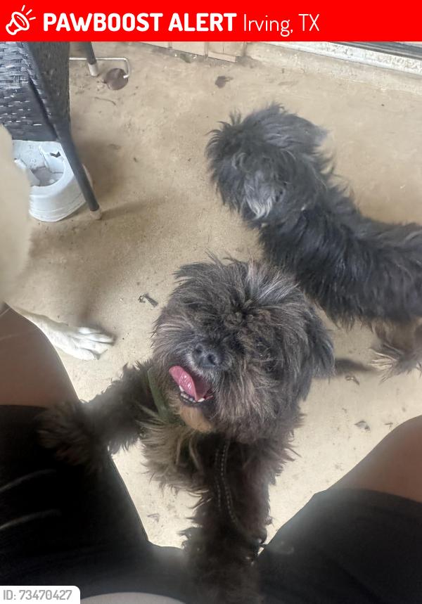 Lost Male Dog last seen Old mill cir,conflans rd,, Irving, TX 75061