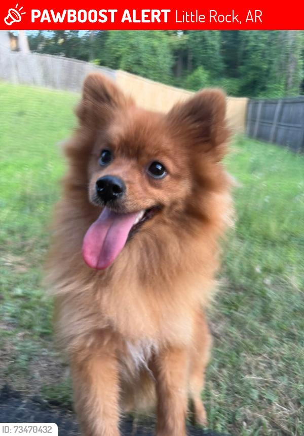 Lost Female Dog last seen Green Mountain Drive, Rainwood Drive, Little Rock, AR 72211