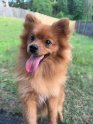 Lost Female Dog last seen Green Mountain Drive, Rainwood Drive, Little Rock, AR 72211