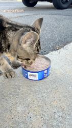 Reunited Unknown Cat last seen Malden street, Revere, MA 02151