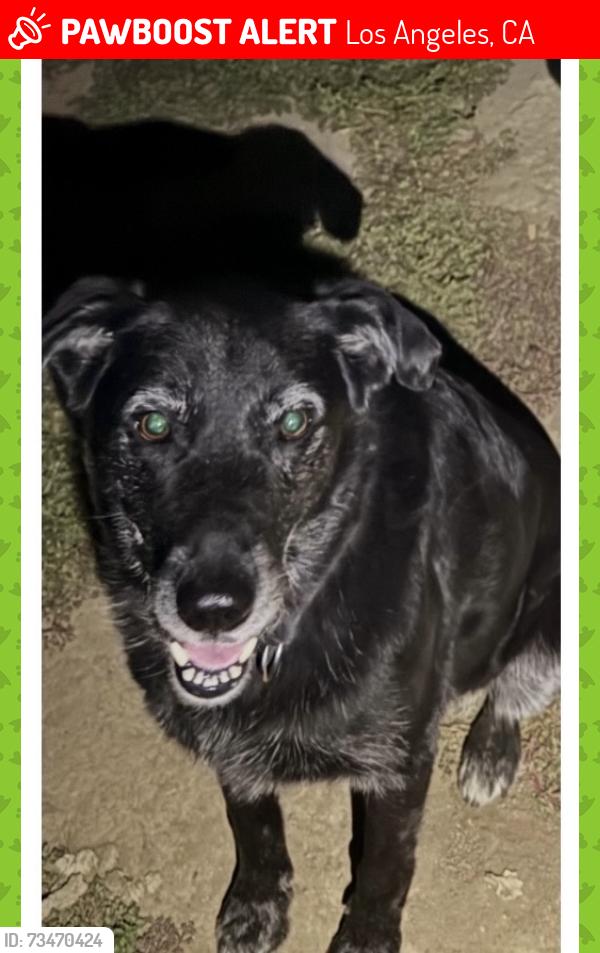 Lost Male Dog last seen Woodman and Vanowen, Van Nuys, Los Angeles, CA 91405