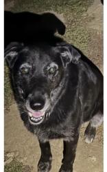 Lost Male Dog last seen Woodman and Vanowen, Van Nuys, Los Angeles, CA 91405