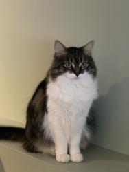 Lost Female Cat last seen Portland & 99th, Bloomington, MN 55431