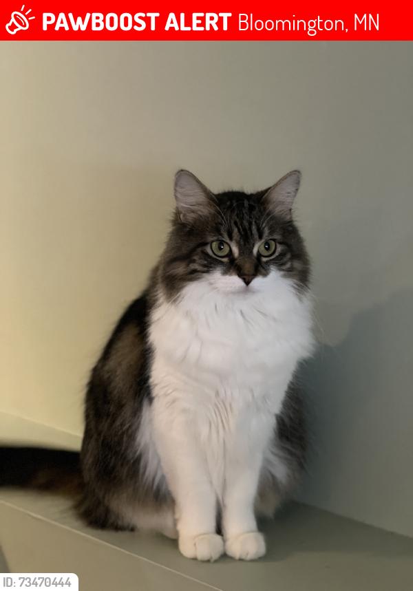 Lost Female Cat last seen Portland & 99th, Bloomington, MN 55431