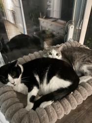 Lost Female Cat last seen Gator, Virginia Beach, VA 23452