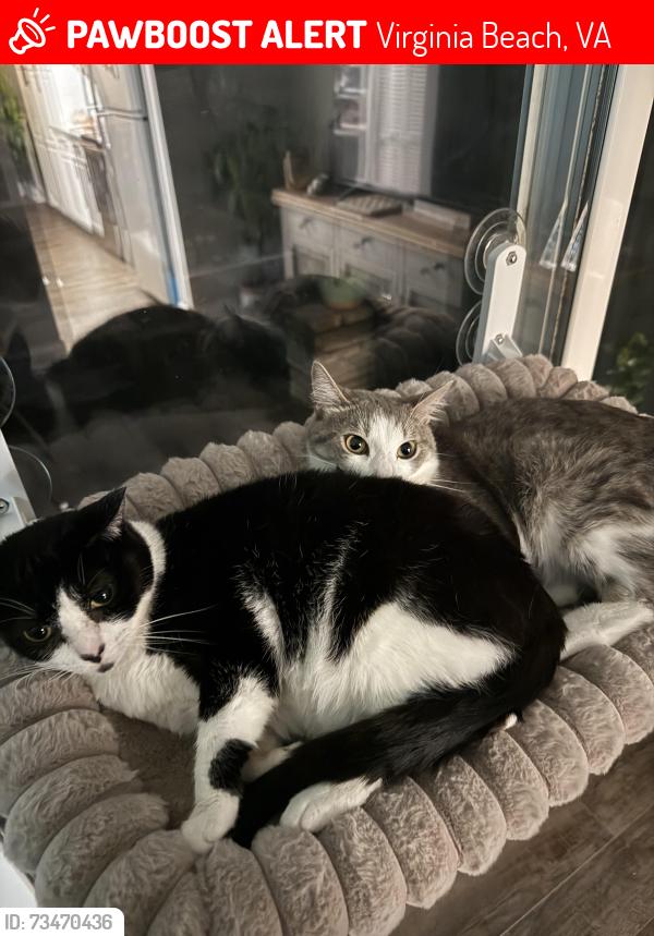 Lost Female Cat last seen Gator, Virginia Beach, VA 23452