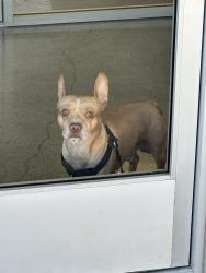 Found/Stray Male Dog last seen Near valley blvd, Walnut, CA 91789